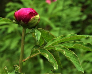 Banatski bo  ur foto Fojkar O. Flamunda  10 