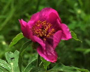 Banatski bo  ur foto Fojkar O. Flamunda  4 