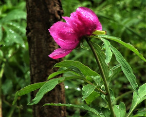 Banatski bo  ur foto Fojkar O. Flamunda  5 