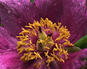 Banatski bo  ur foto Fojkar O. Flamunda  7 