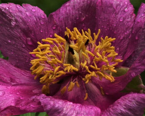 Banatski bo  ur foto Fojkar O. Flamunda  8 