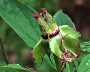 Banatski bo  ur foto Fojkar O. Flamunda  9 