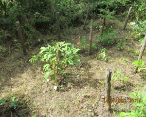 Flamunda posle ciscenja