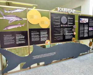 Izlo  ba KAVIJAR foto Novakovi   S  8 