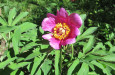 Paeonia banatica Flamunda 21 04 2016 Ranko