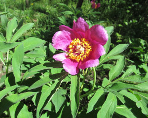Paeonia banatica Flamunda 21 04 2016 Ranko