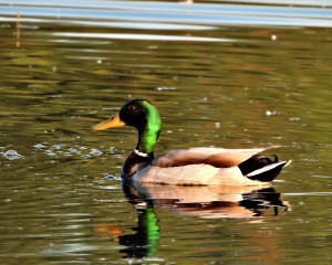 foto Oliver Fojkar 7