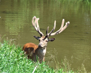 foto Oliver Fojkar  1 