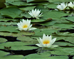 foto Oliver Fojkar  2 