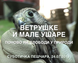 11. VETRU  KE I MALE U  ARE