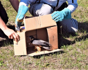 4. pu  tanje lastavi  ara