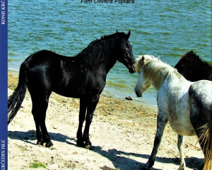 6. KONJI KRCEDINSKE ADE