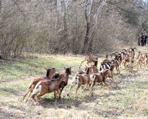 viber slika 2023 03 15 13 25 57 907