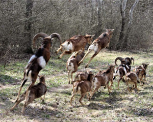 viber slika 2023 03 15 13 25 58 037