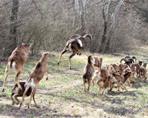 viber slika 2023 03 15 13 25 58 110