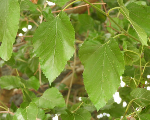 4. DUD U   ULJMU LIST