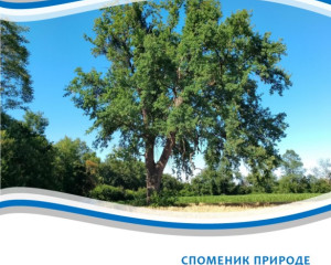 5. SP ZASAVI  KI HRAST