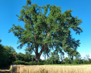 6. ZASAVI  KI HRAST 2