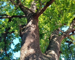 7. ZASAVI  KI HRAST 3