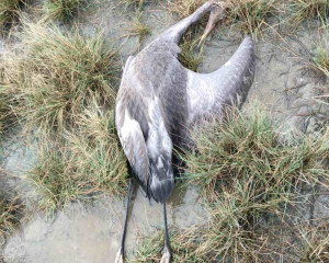 viber image 2023 11 29 15 11 37 587