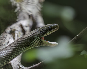 6. Smuk otvorenih usta