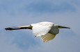 8. The great egret may 2024