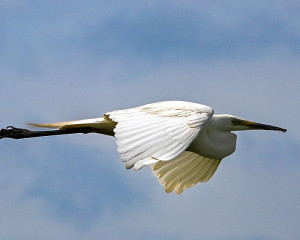 8. The great egret may 2024