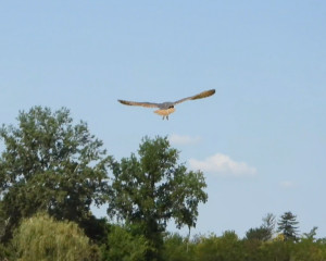 Screenshot 2024 07 29 110841