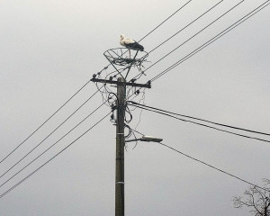 viber image 2025 03 27 12 01 46 954