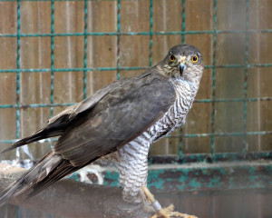 SUB PESCARA 4.6.2020. Fojkar 1