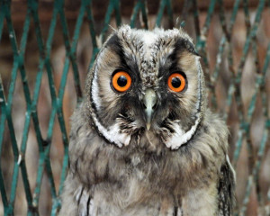 SUB PESCARA 4.6.2020. Fojkar 2