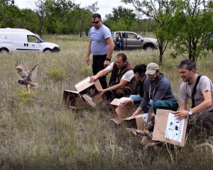 SUB PESCARA 4.6.2020. Fojkar 6