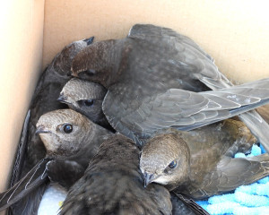   IOPE  O.Fojkar 14.7.2023  1 