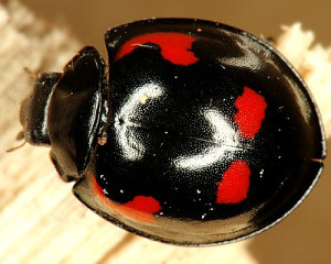 01 strogo zasticena exochomus quadripustulatus