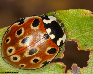 02 strogo zasticena anatis ocellata