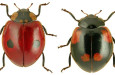 03 strogo zasticena adalia bipunctata