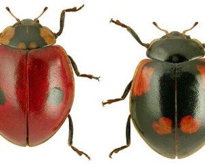 03 strogo zasticena adalia bipunctata