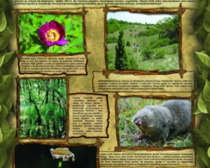 04 Panonske persccare