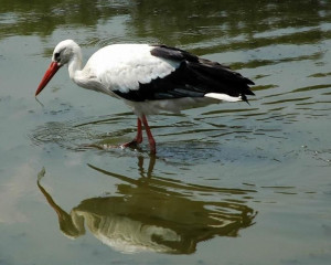 Bela roda  V. Dobretic