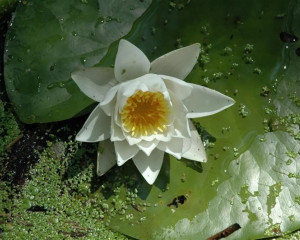 Beli lokvanj O.Fojkar