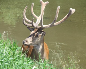 Jelen Gornje podunavlje O.Fojkar