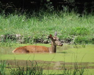 Kosuta Gornje podunavlje O.Fojkar