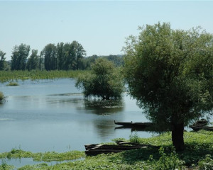 Koviljsko petrovaradinski rit O.Fojkar