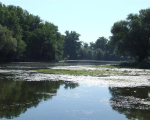 Koviljsko petrovaradinski rit O.Fojkar  2 