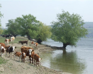 Krcedinska ada O.Fojkar