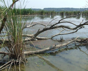 Labudovo okno O.Fojkar