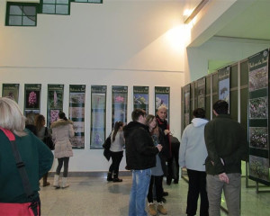 izlozba Divlje orhideje 6.2.2015  13 