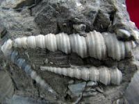 Geološko – paleontološka zbirka