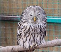 Dugorepa sova (Strix uralensis) uspešno vraćena u prirodu