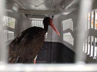 CRNA RODA VRAĆENA U PRIRODU